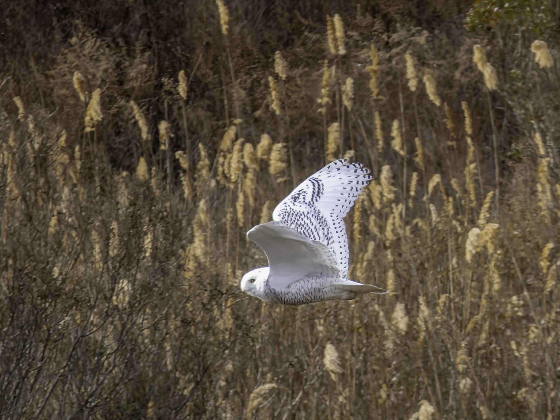 Rare Snowy Owl Spotted in Brooklyn Park - BKMAG