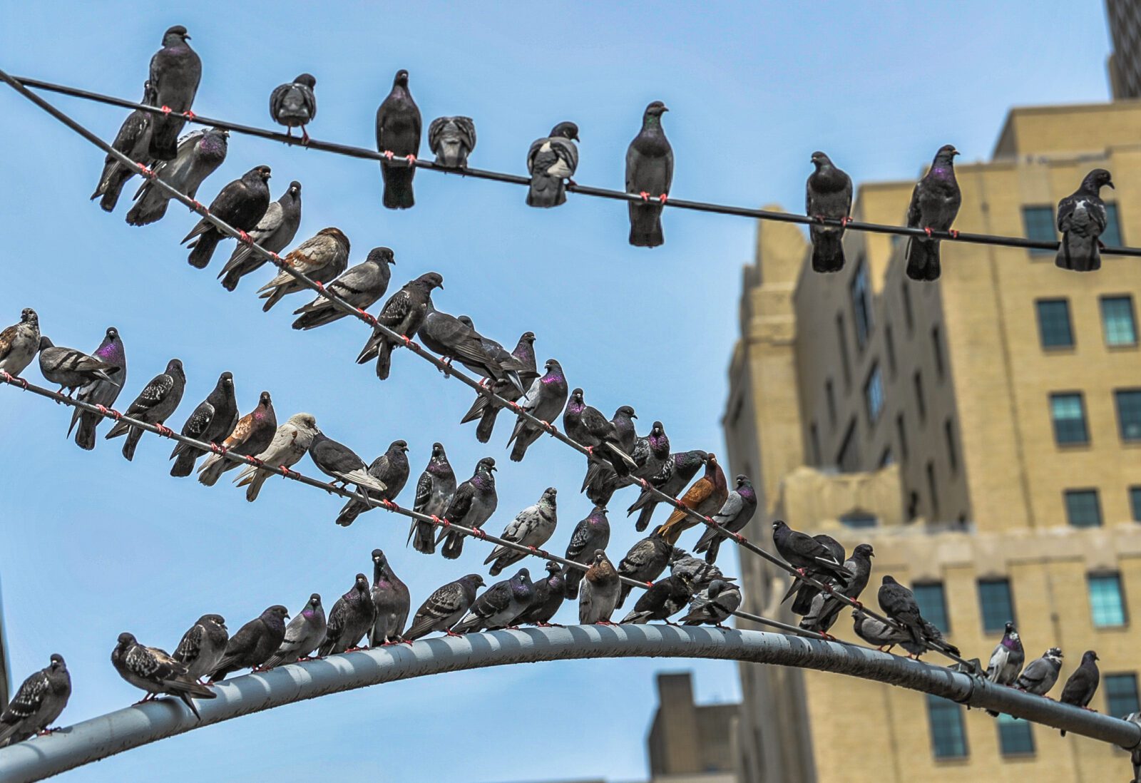 Flock of pigeons