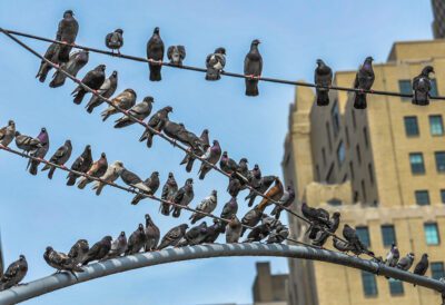 Flock of pigeons