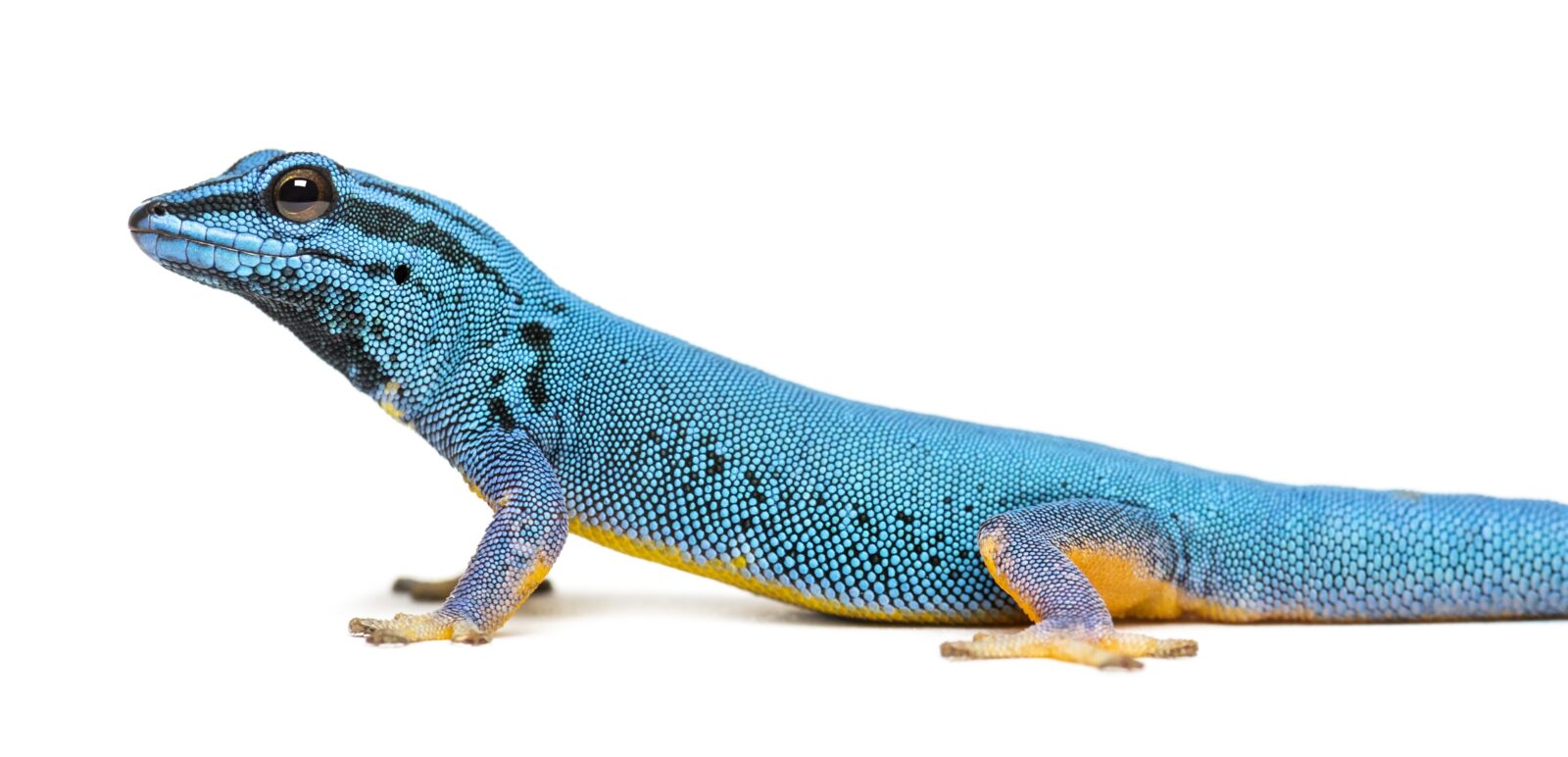 German Gecko 10 Lizards You Need to See at The New Gecko Gallery in Bushwick