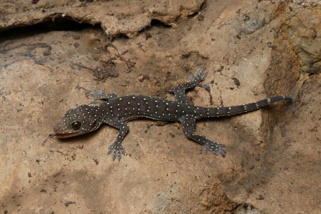10 of The Oddest Lizards We Spotted at The New Gecko Gallery in Bushwick