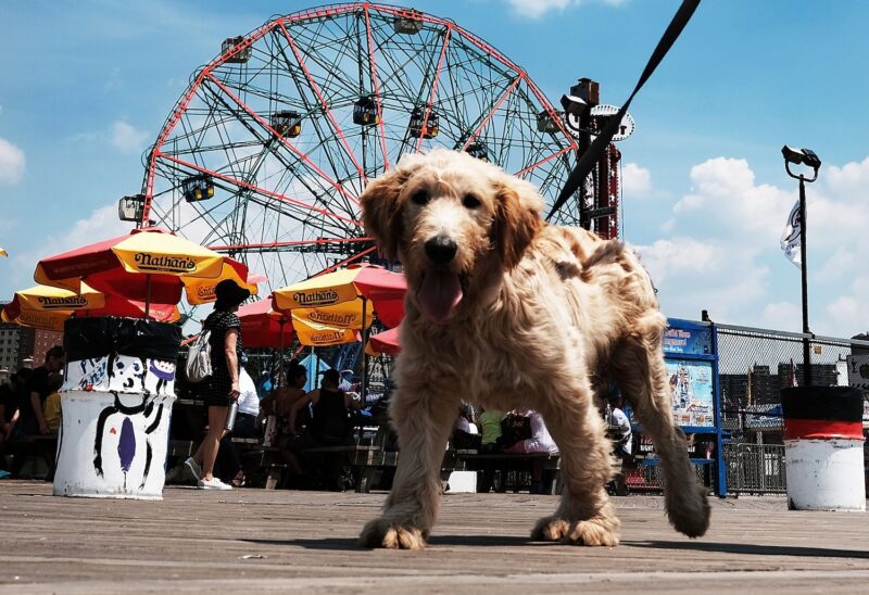 Your Dog is One Step Closer to Being a Legal Member of The Family