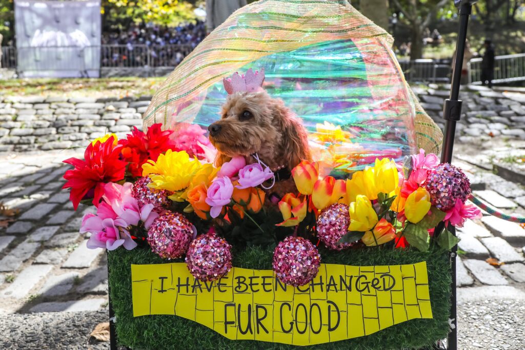 Scenes From The 2025 Great Pupkin Dog Costume Contest in Fort Greene