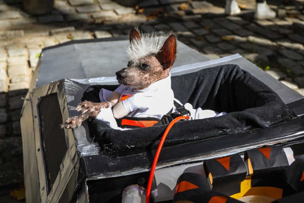 Scenes From The 2025 Great Pupkin Dog Costume Contest in Fort Greene
