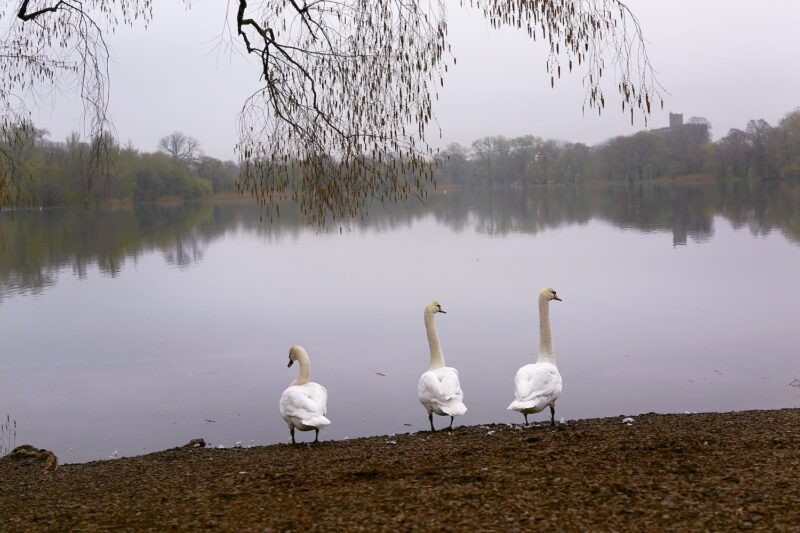 Three swans are viewed in front of a swollen lake in Brooklyn's Prospect Park following a day of heavy rain on May 01, 2014 in New York City. The weather system that delivered deadly tornadoes to the South and Midwest earlier this week, brought heavy rain and flooding to the New York City area.