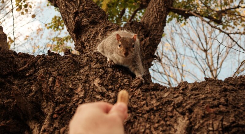 A squirrel in Maria Hernandez Park