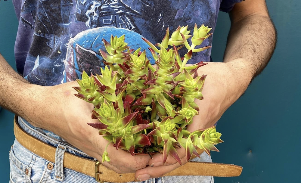 A succulent from Little Shop of Soil in Bushwick, a low-fuss fix for the caretaker in your crew. 