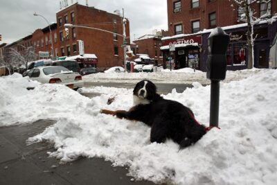 Your Dog Owes Me a New Pair of Air Maxes