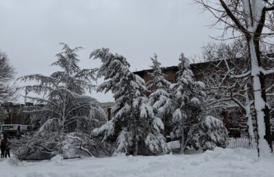 Trees heavy with snow from the recent blizzard in Herbert Von King Park in Bedford-Stuyvesant, Brooklyn