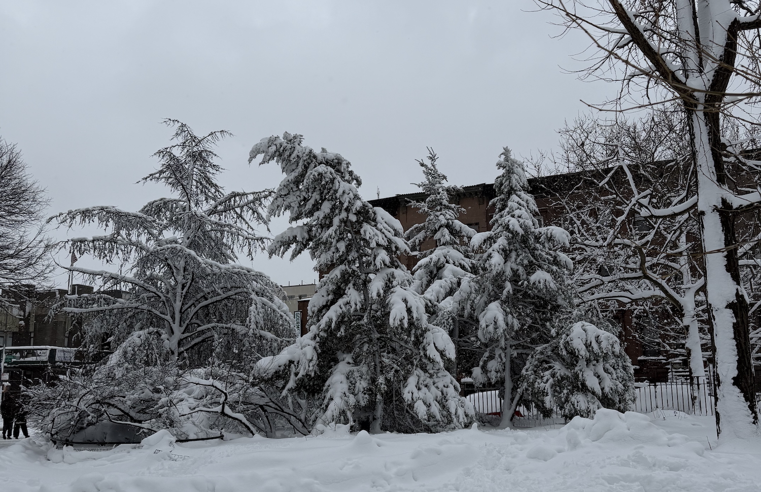 Trees heavy with snow from the recent blizzard in Herbert Von King Park in Bedford-Stuyvesant, Brooklyn