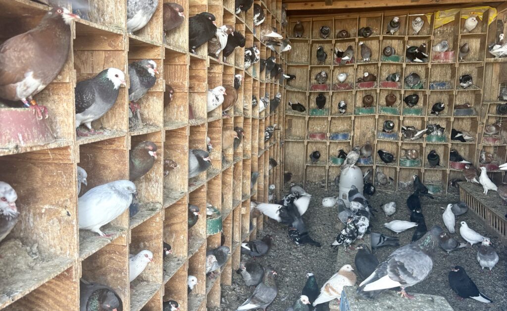 Juan Rodriquez's coop at 92 Starr Street