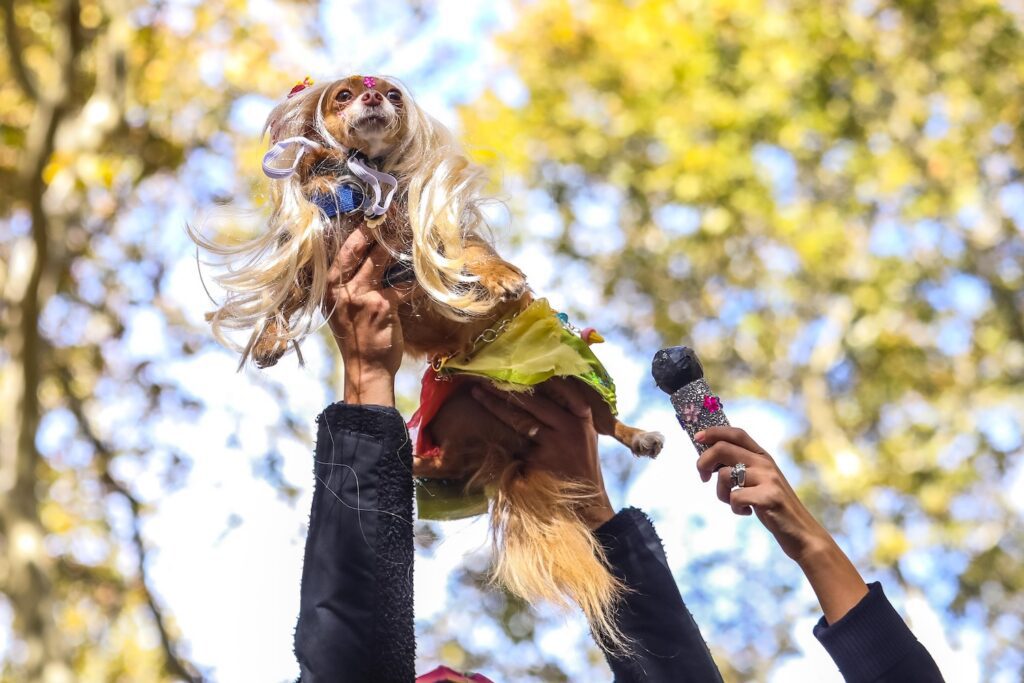Scenes From The 2026 Great Pupkin Dog Costume Contest in Fort Greene