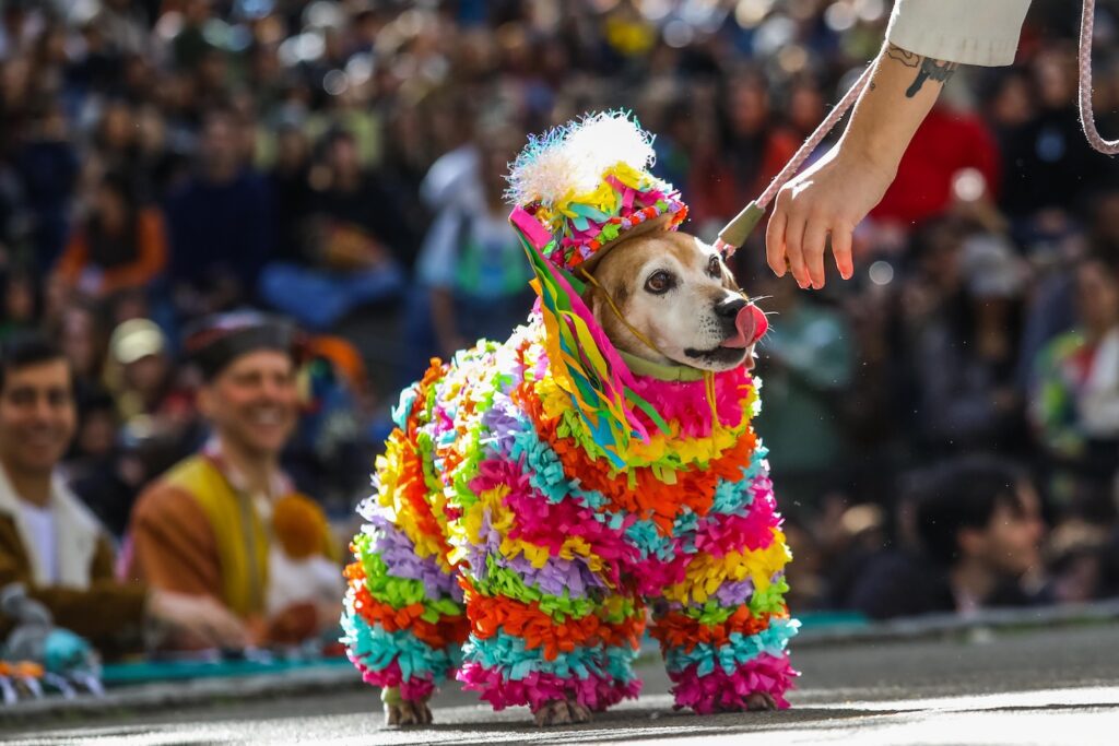 Scenes From The 2026 Great Pupkin Dog Costume Contest in Fort Greene