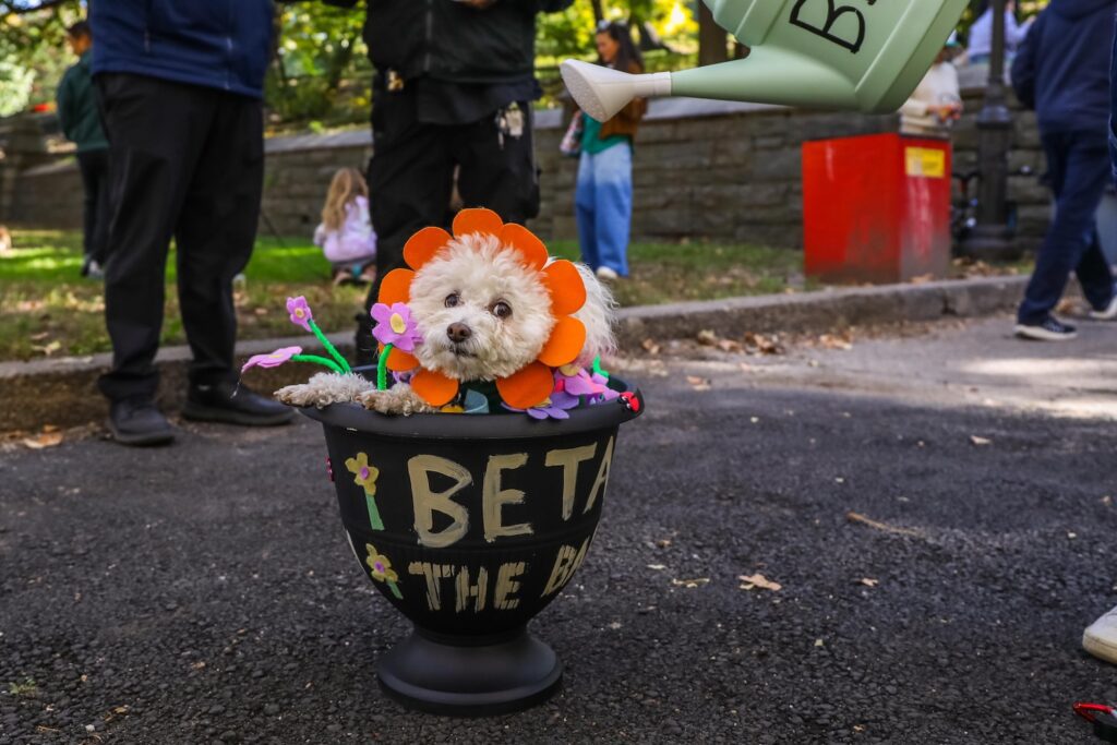 Scenes From The 2026 Great Pupkin Dog Costume Contest in Fort Greene