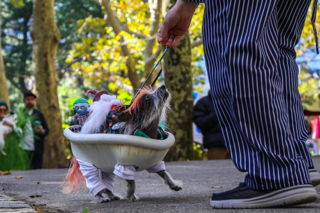 Scenes From The 2026 Great Pupkin Dog Costume Contest in Fort Greene