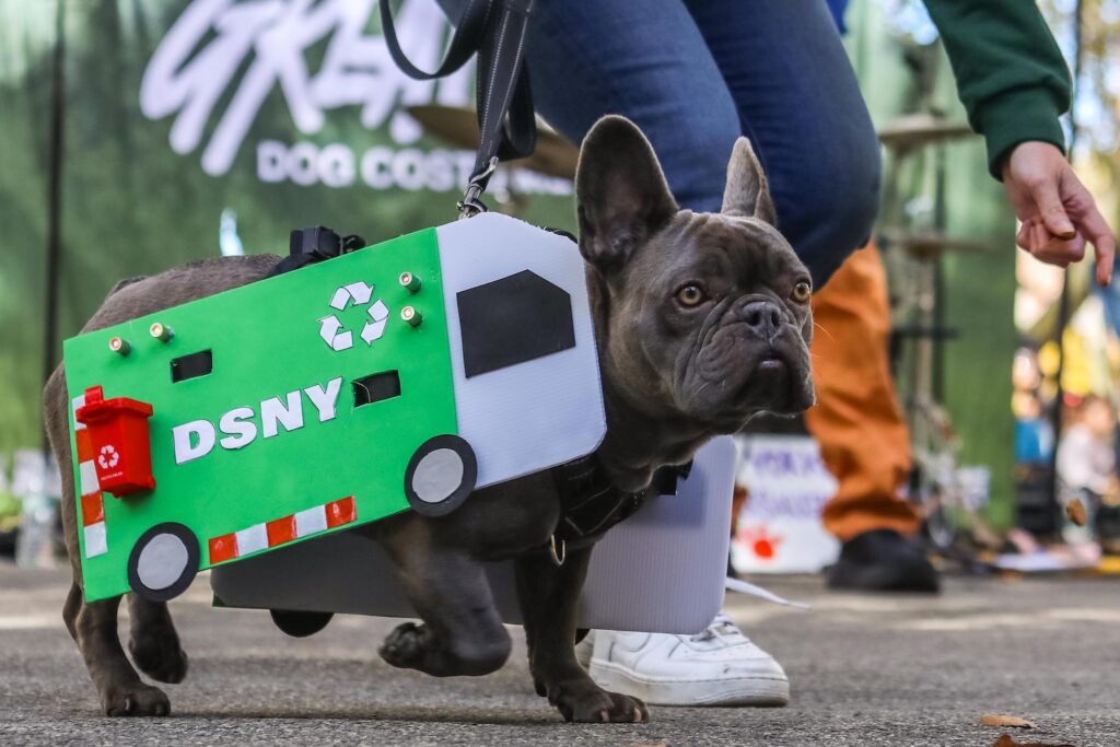 Scenes From The 2026 Great Pupkin Dog Costume Contest in Fort Greene